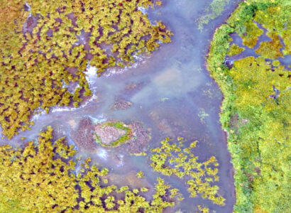 Aerial photo of a wetlands environment