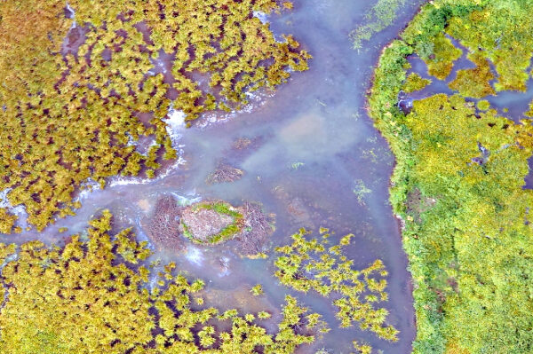 Aerial photo of a wetlands environment