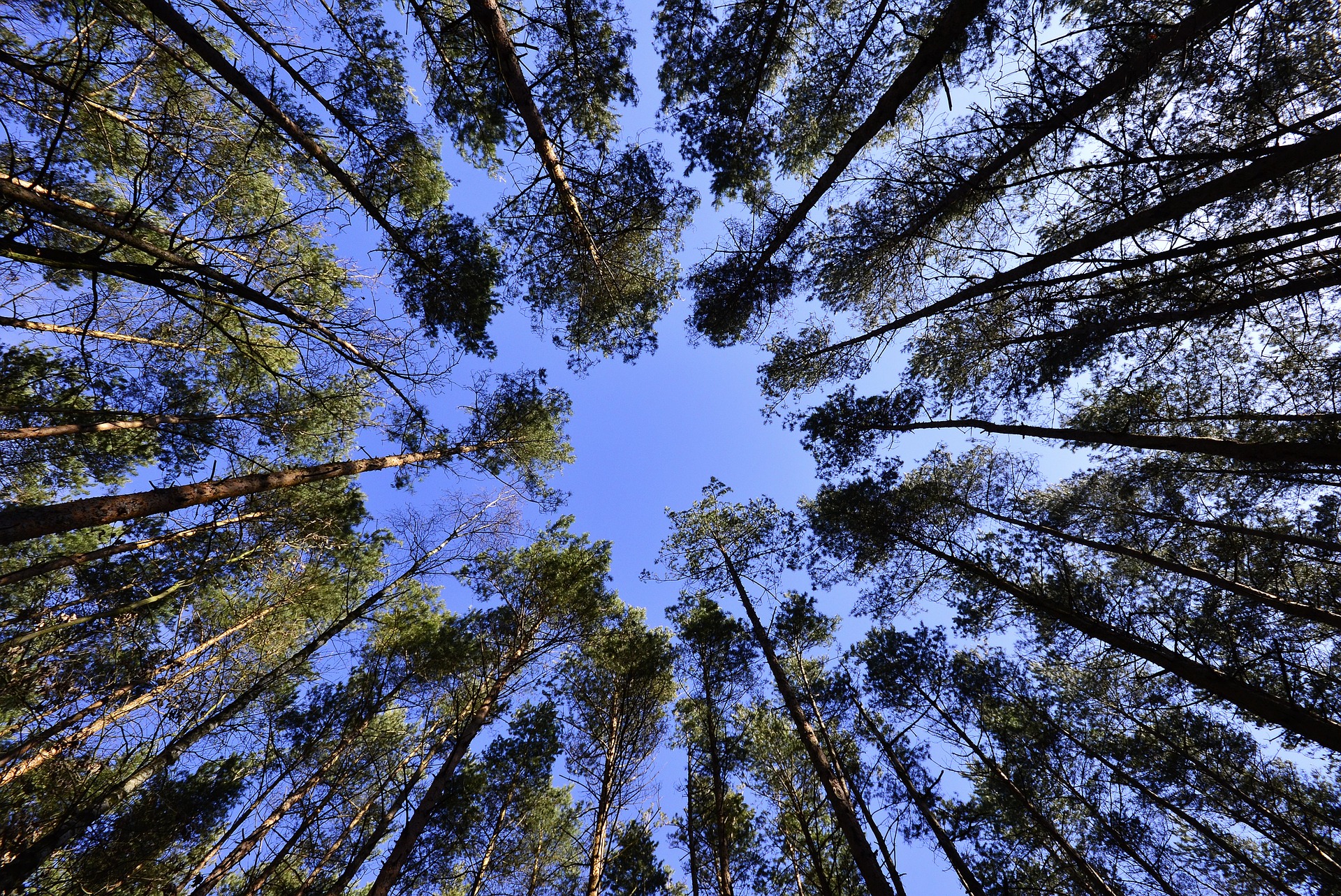 Forest canopy - circle of trees from below.
