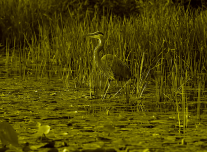 Heron wading though lake