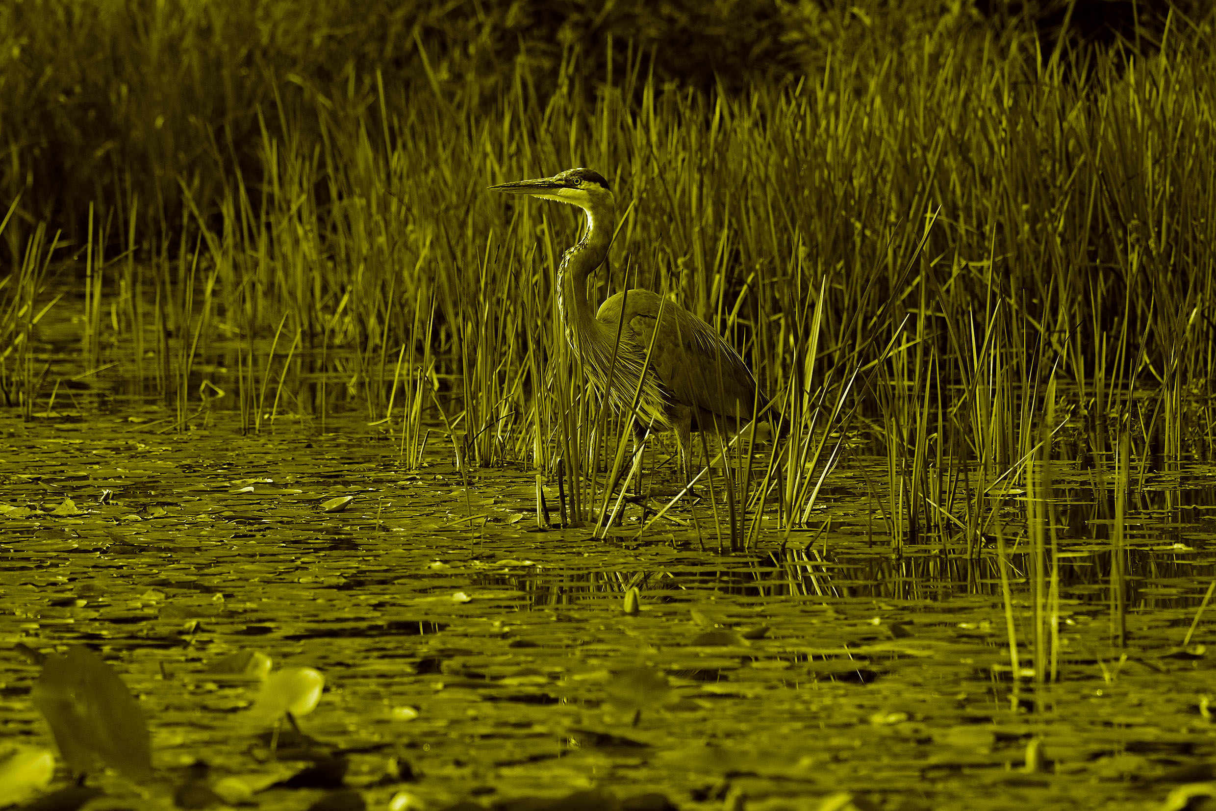 Heron wading though lake