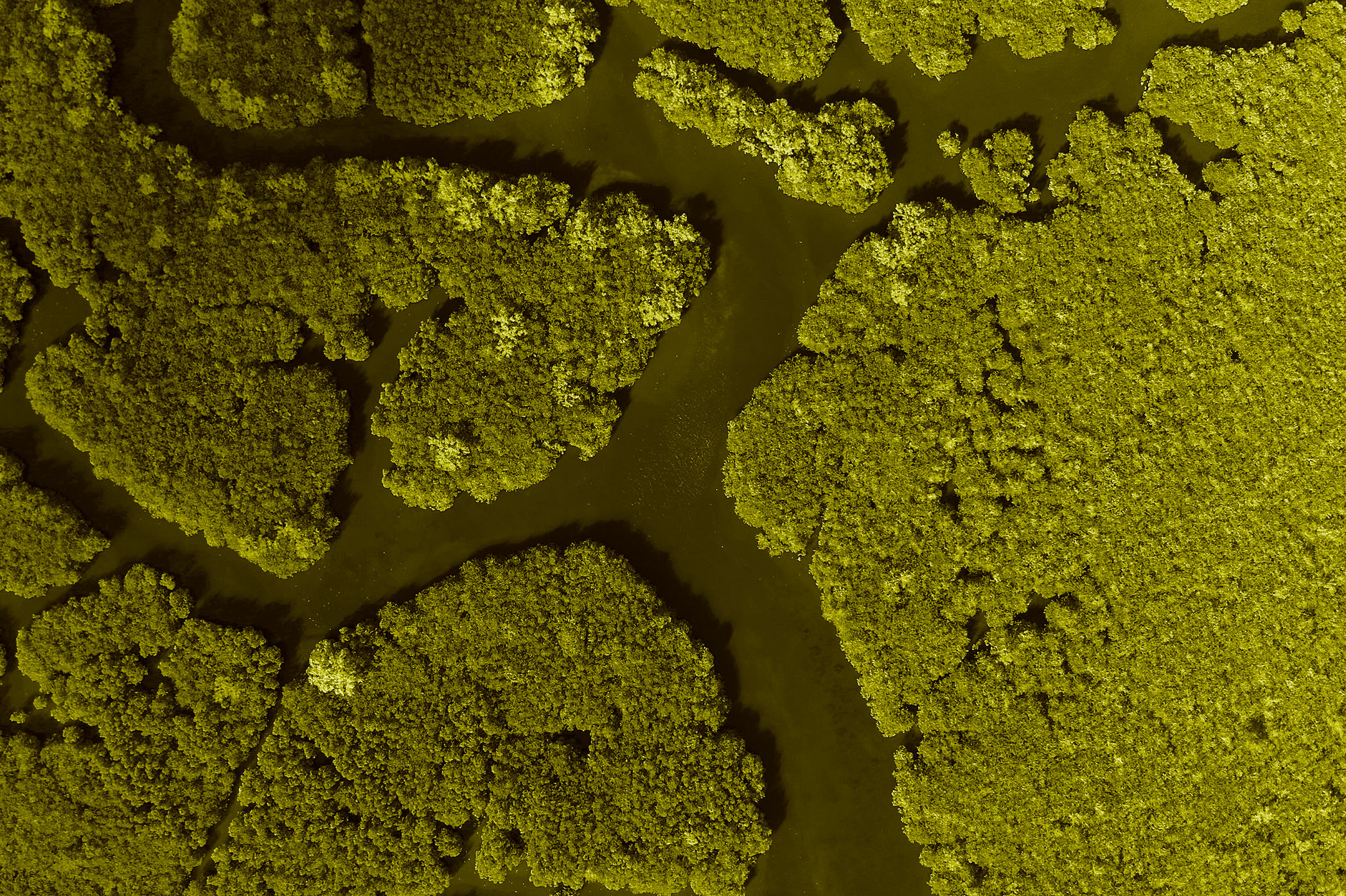 Aerial view of wetlands and delta