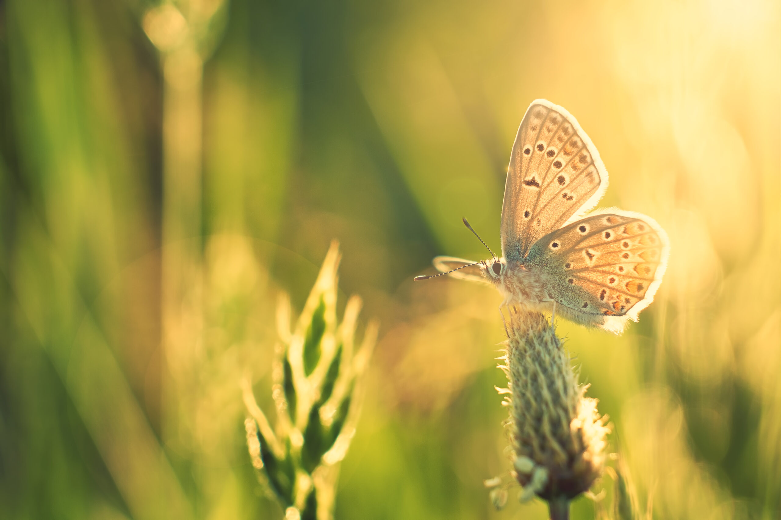 Butterfly on meadow