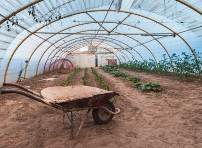 crops in a poly tunnel