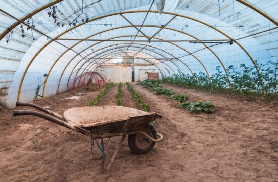 crops in a poly tunnel