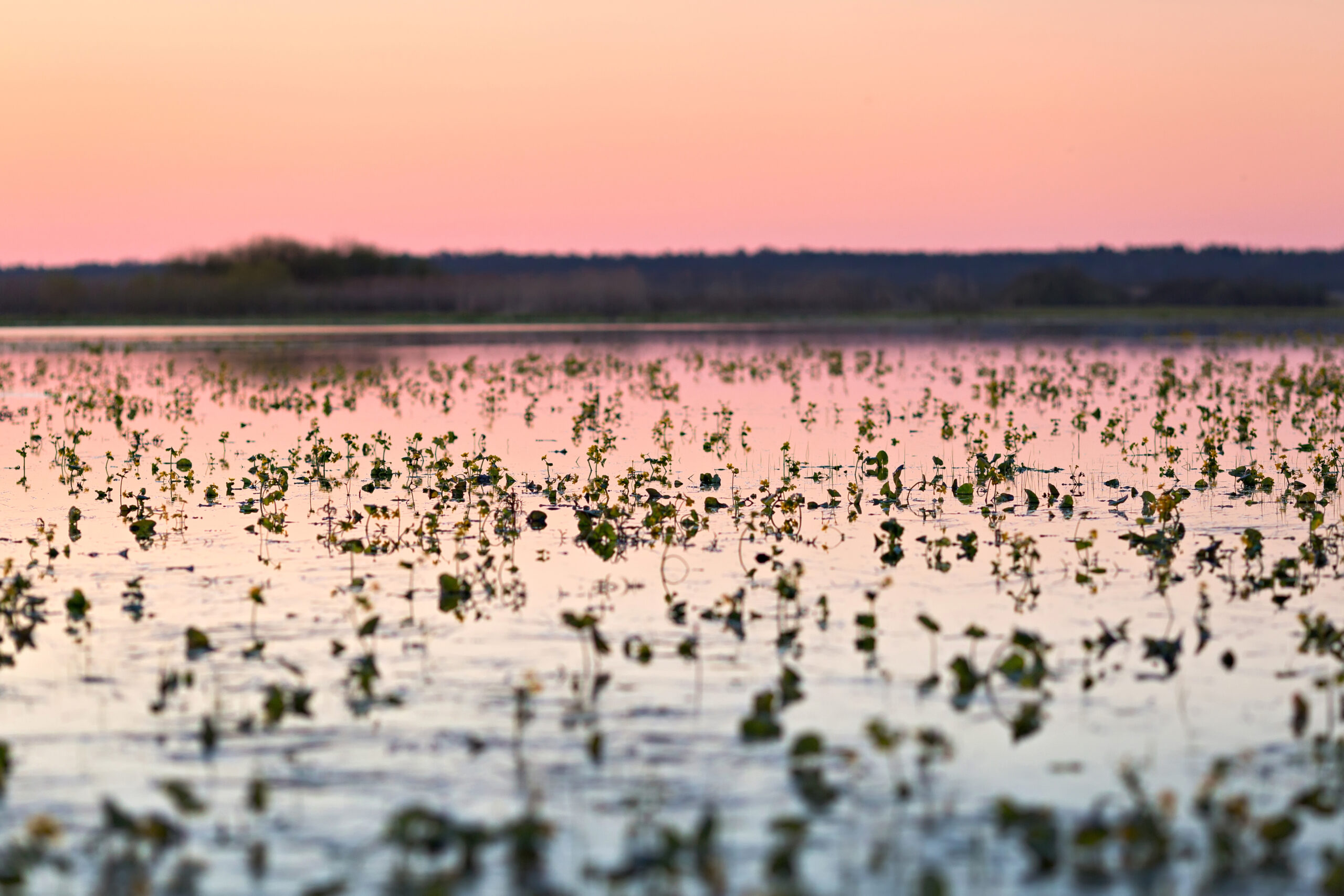 plants at sunrise