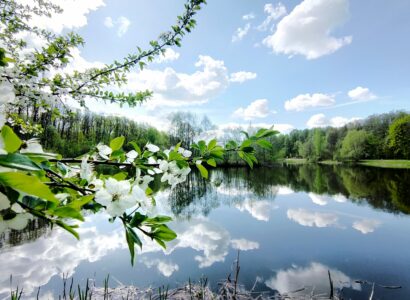 Flowering tree on lake in Spring