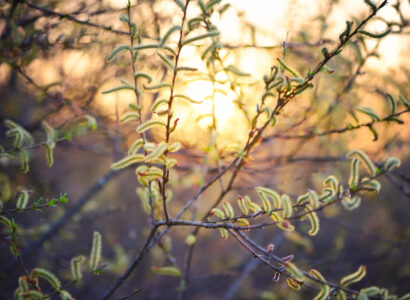 Flowering willow in sunlight. Branch with buds in springtime on