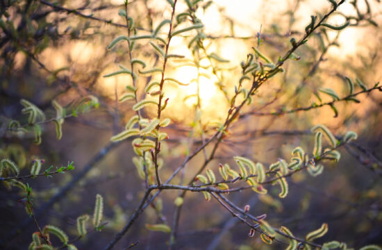 Flowering willow in sunlight. Branch with buds in springtime on