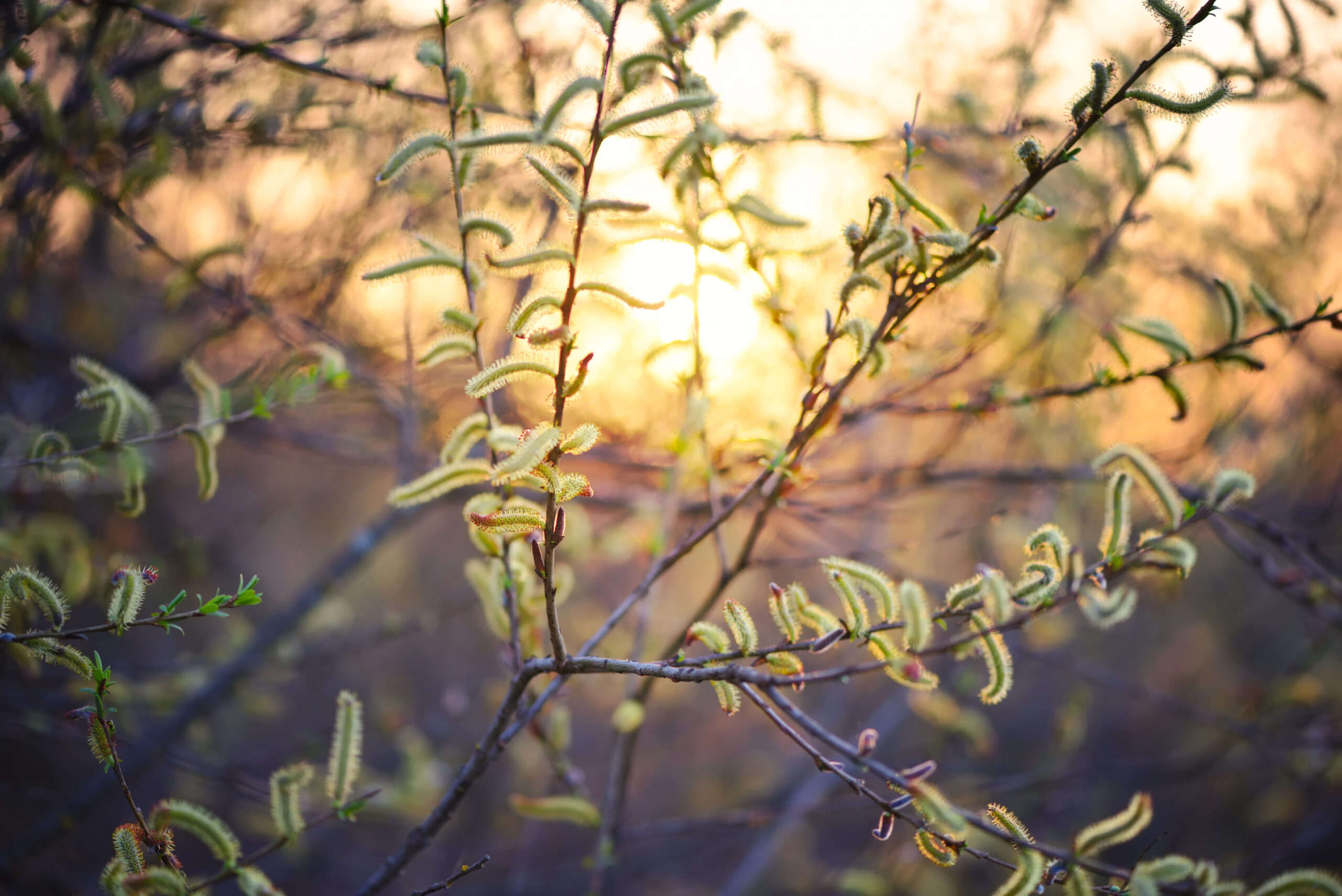 Flowering willow in sunlight. Branch with buds in springtime on