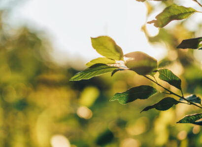 Apple tree branch with green leaves in direct sunlight