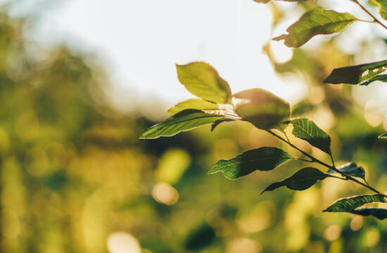 Apple tree branch with green leaves in direct sunlight