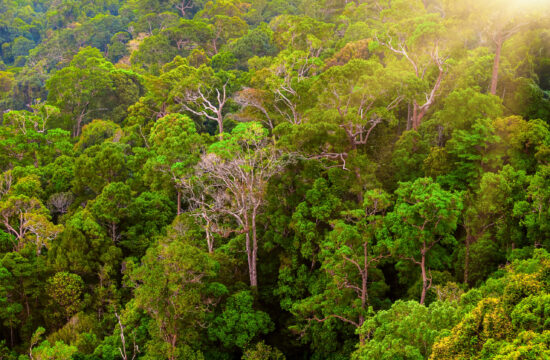 Top view of a green mountain forest