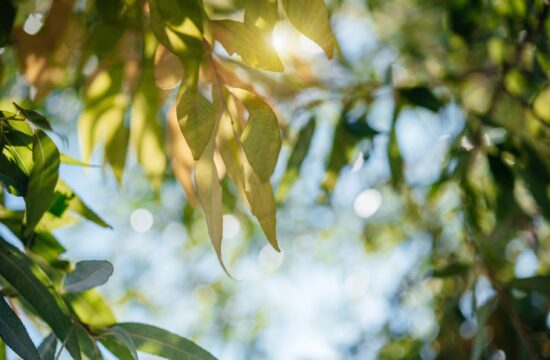 Autumn leaves in the afternoon sun with blue sky