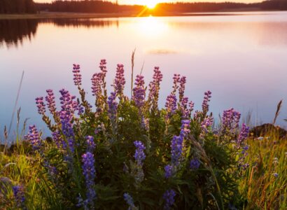 Wildflowers in front of lake an sunset