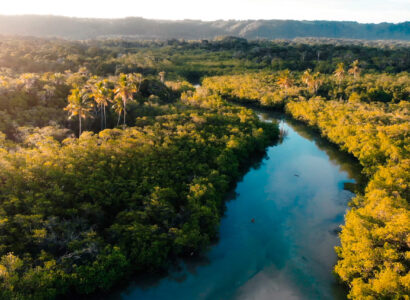 River surrounded by tropical trees