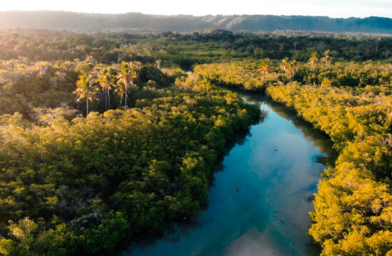 River surrounded by tropical trees